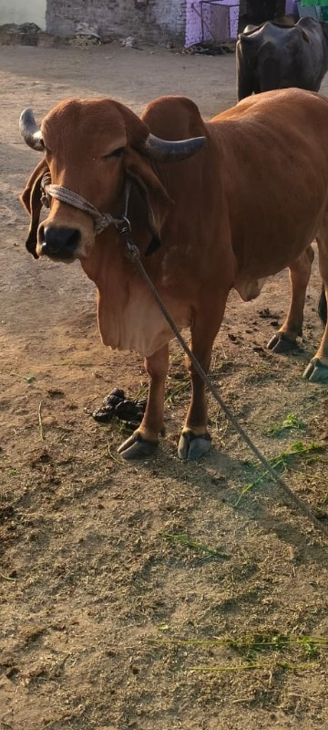 ગીર હોડકી ના સા...