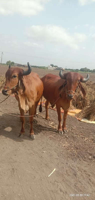 બળદ વેસવા ના છે