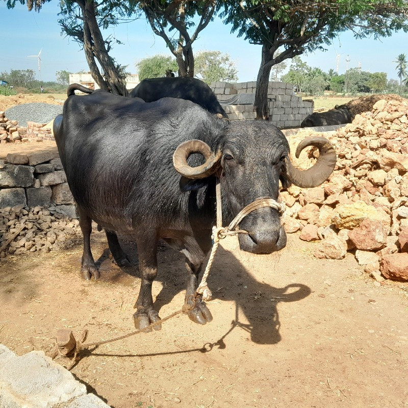 ભેસ વેચવાની છે