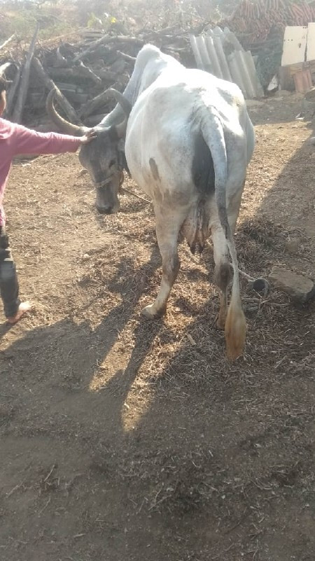 સોન કપિલા ગાય વ...