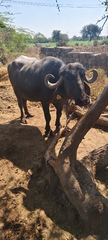 વેચવાનુછે