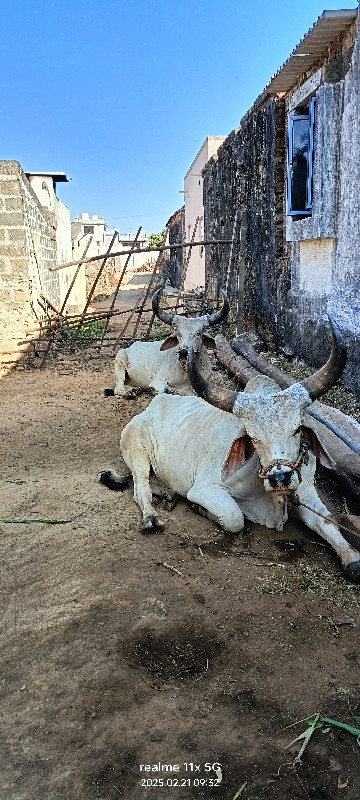 બળદ વેચવાના છે