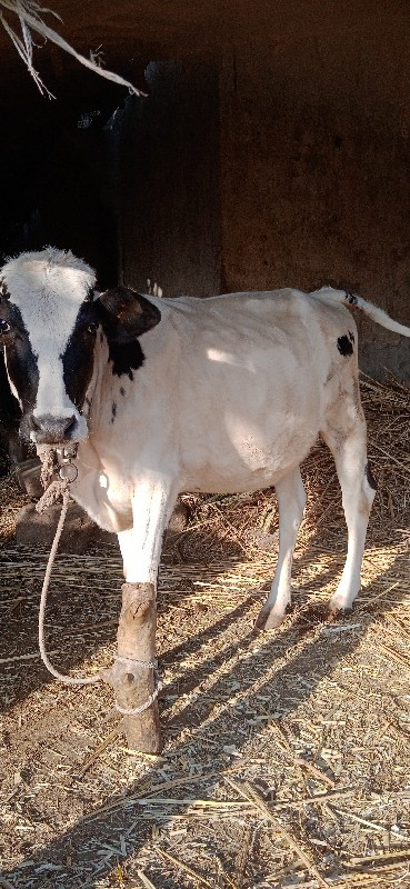 જરસિ વાસટી