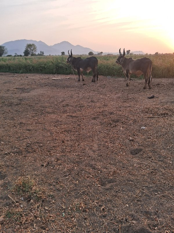 ગોઢલા વેચવા ના...