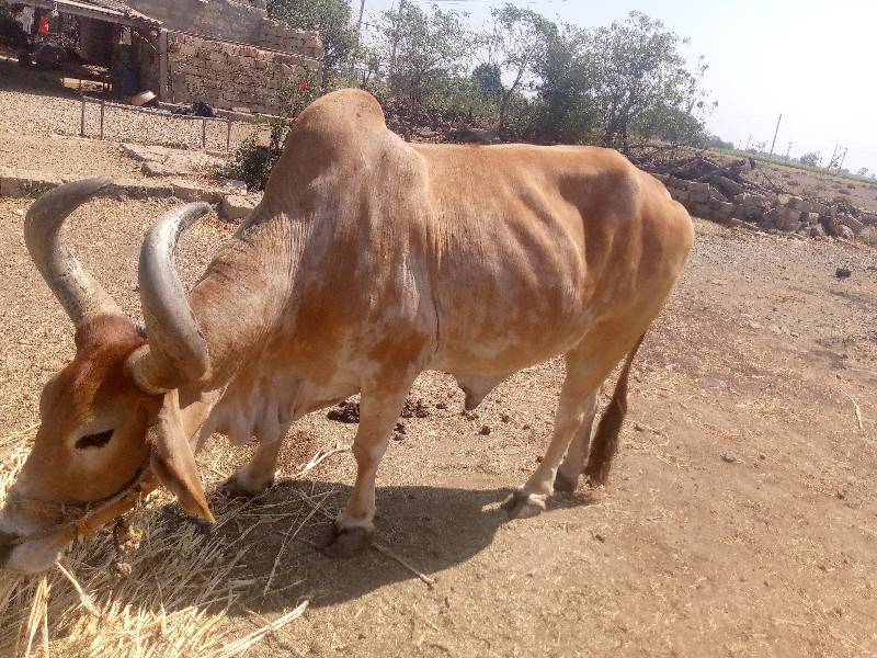 આ બડદ  વેચવાનો....