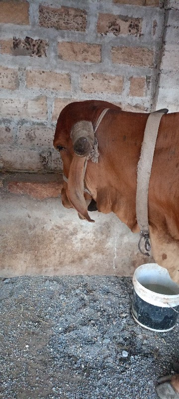 ગાય વેસવાની છે