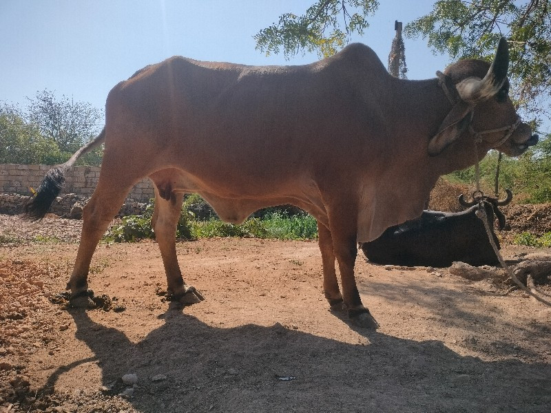 ગાય વેચવા ની છે