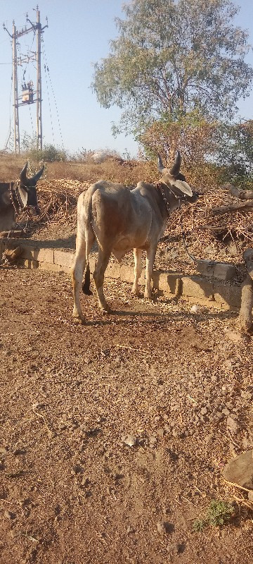 વાછરડા વહેંચવાન...