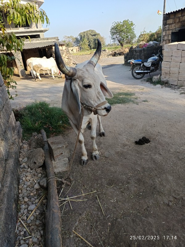 ગોઢલા વેચવાના છ...