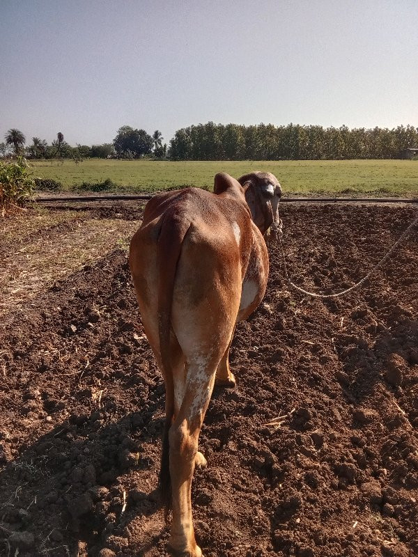 બડદ વેચવાનો છે