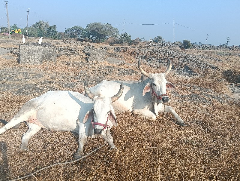 બળદ વેચવાના છે.