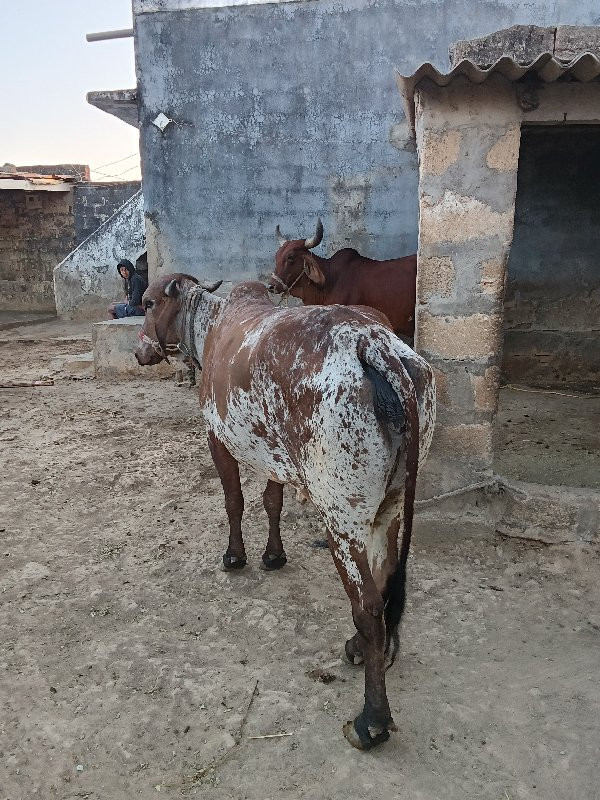 આ ગાય વેચવાની છ...