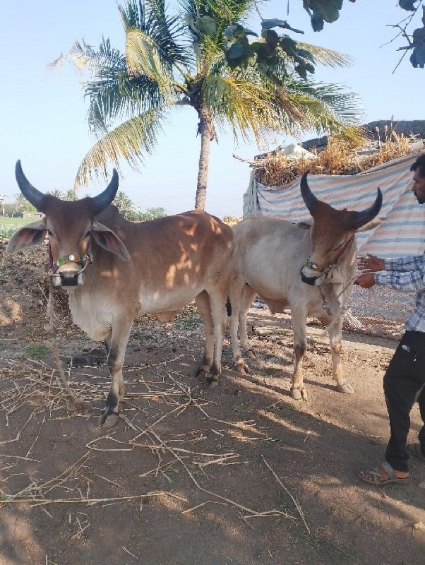 ગોઢલા વેચવાના છ...