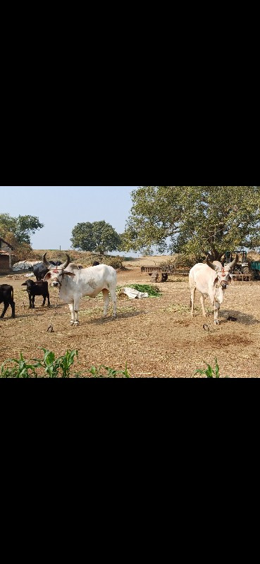 વેસવાના છે