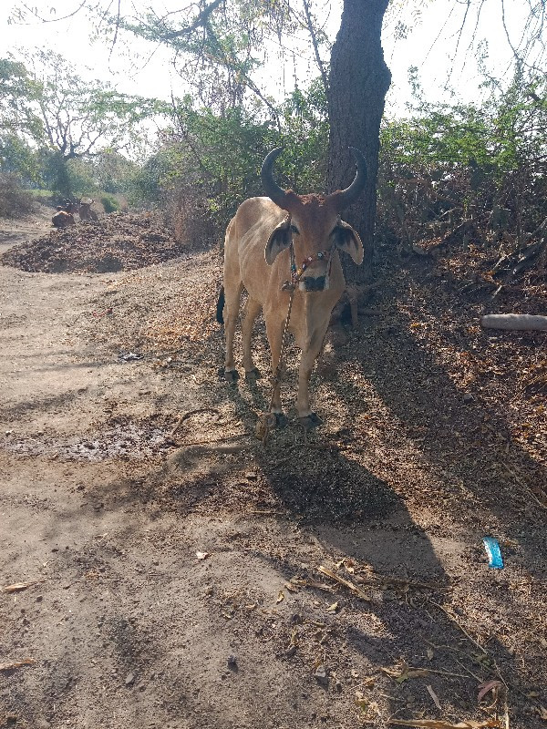 ઘોધલો વેચવા નો...