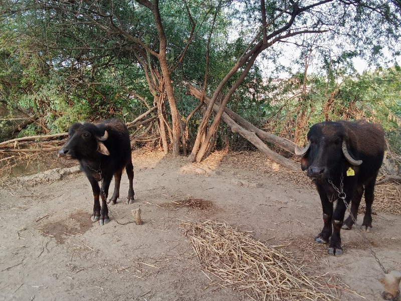 બે ખડેલા વેચવાન...