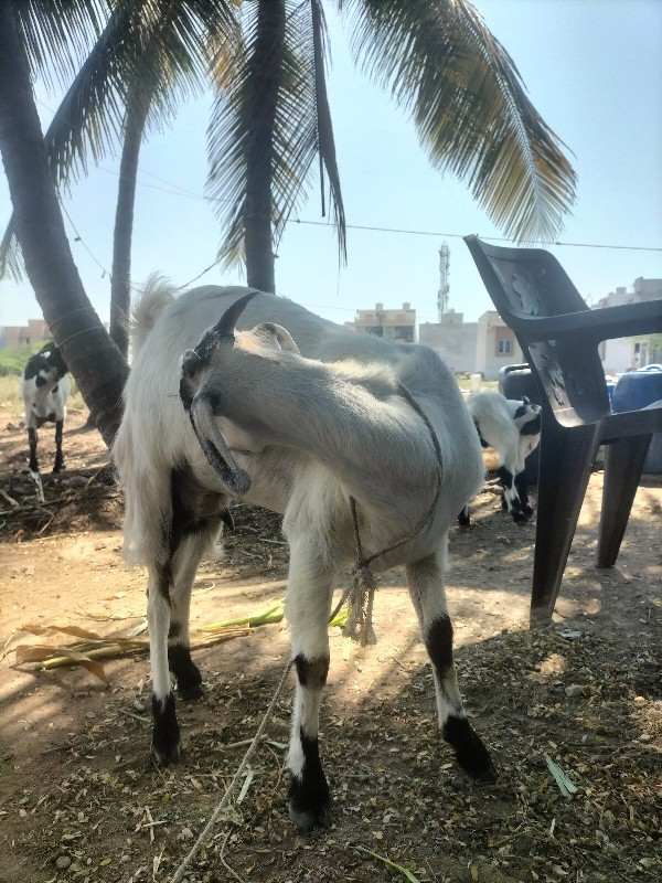 બકરી અને બચ્ચું...