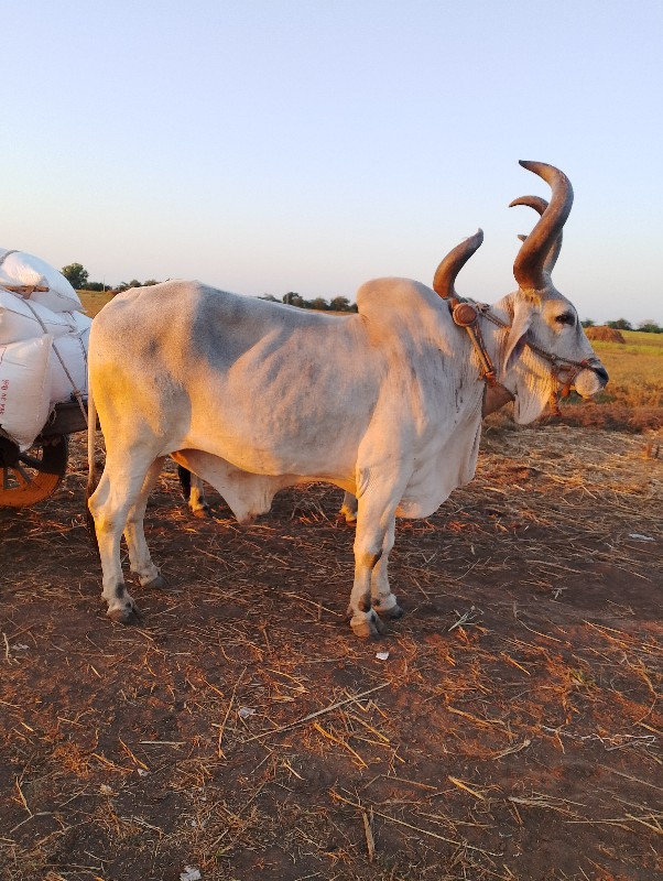 બળદ વેચવાના છે