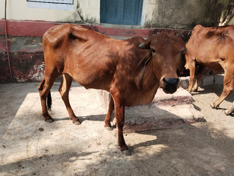 ગિર ગાય તથા ૨ વ...