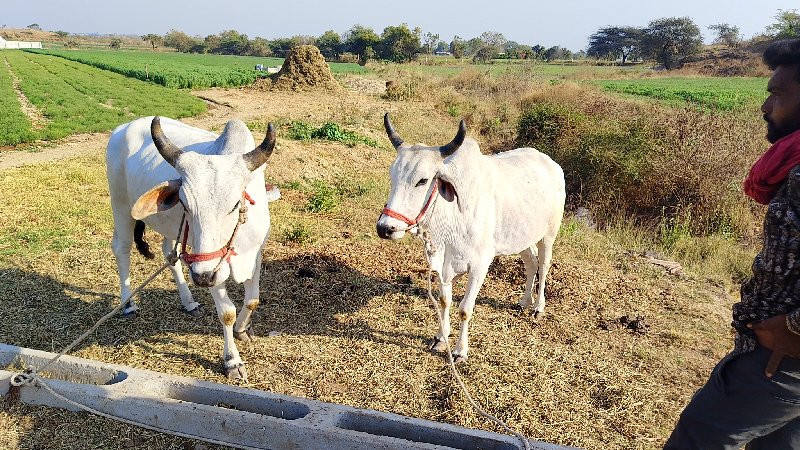 ગોધલા વેચવાના છ...