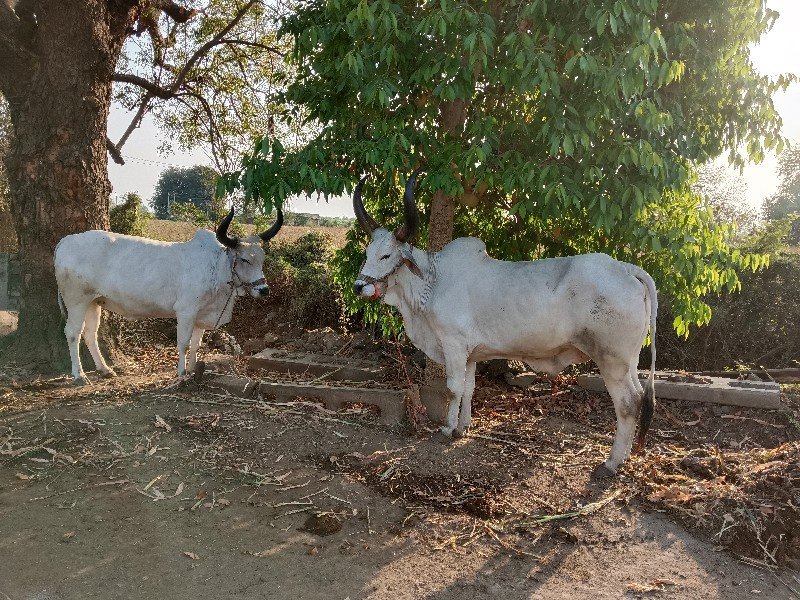 બળદ વેચવાના છે