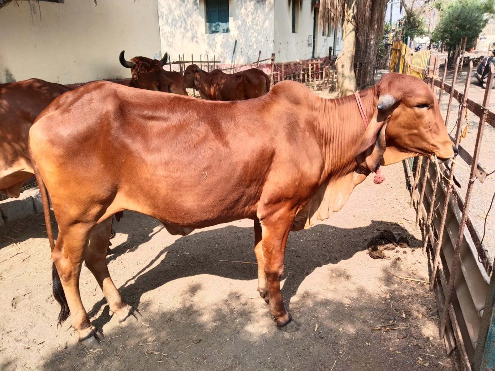 દેશી ગાય વેચવાન...