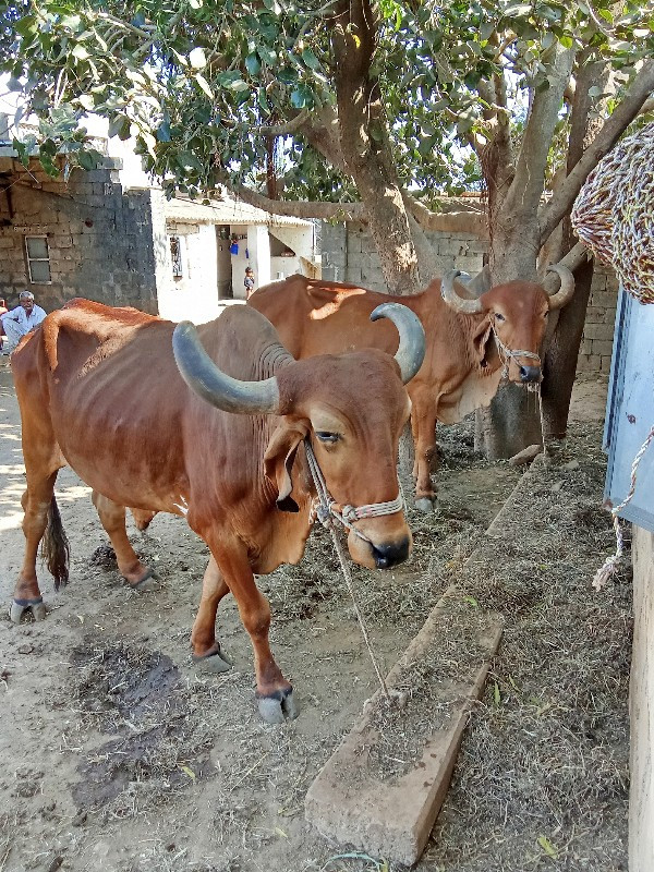 બળદ વેસવાં ના સ...