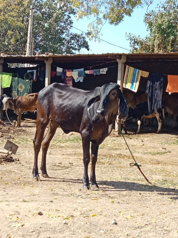 કાળી કપીલા