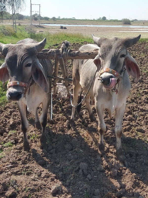 ગોઢલા વેચવાના છ...