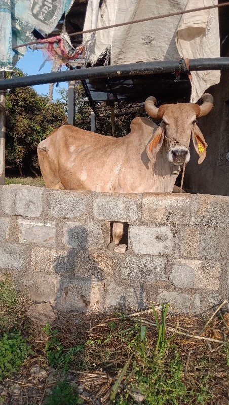 ગાય વેચવાની છે