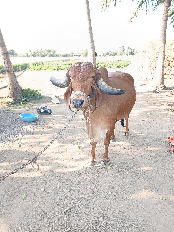 ગીર ગાય વેચવાની...