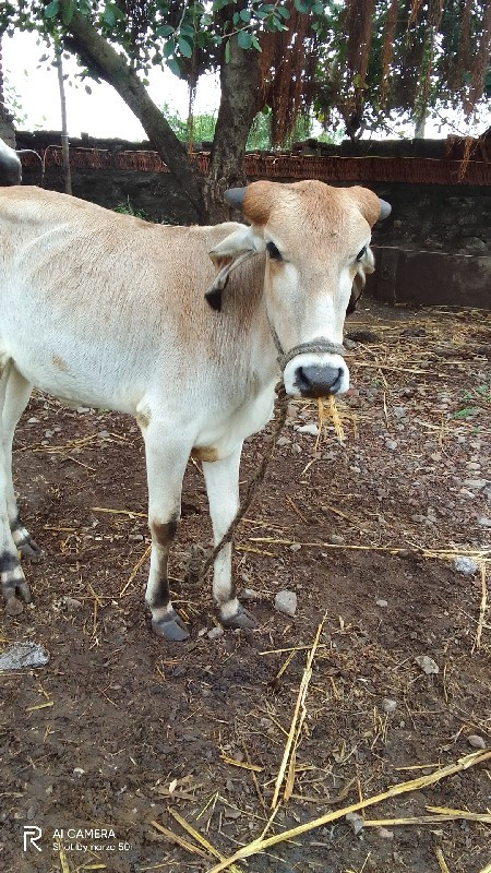 વાજડી વેચવાની છ...