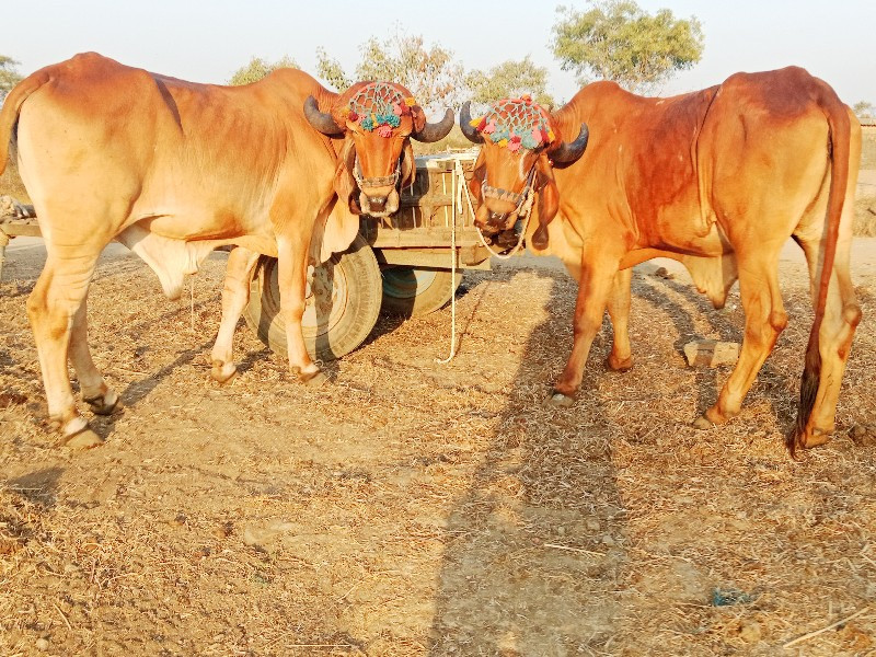 બળદ વેચવાના છે