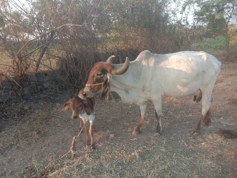 ગાય