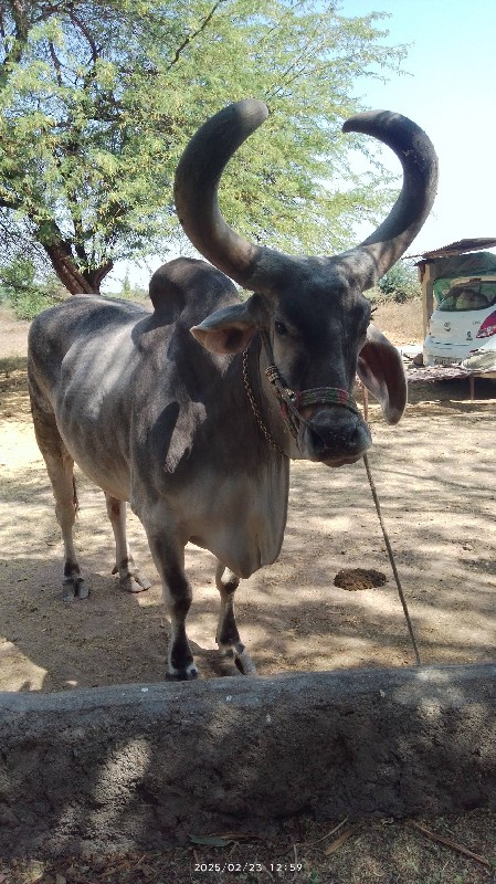 બળદ વેચવાના છે