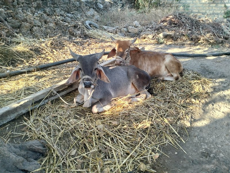 બળધુ વેચવાના છે