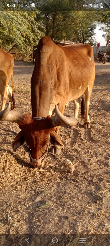 બડદ વેચવાના છે