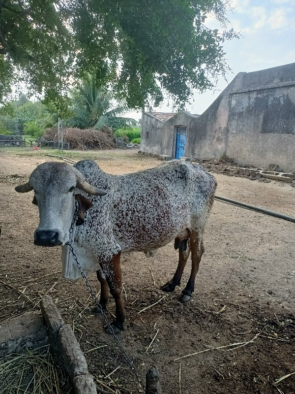 ગાય વેસ્વા ની સ...