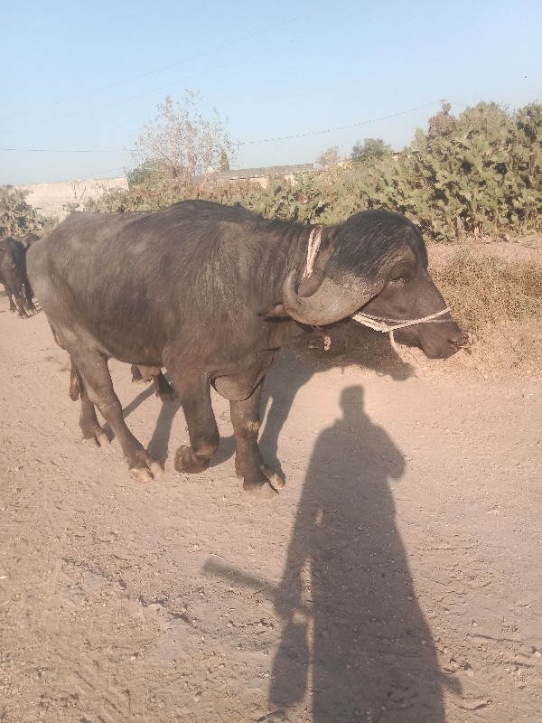 પાડો