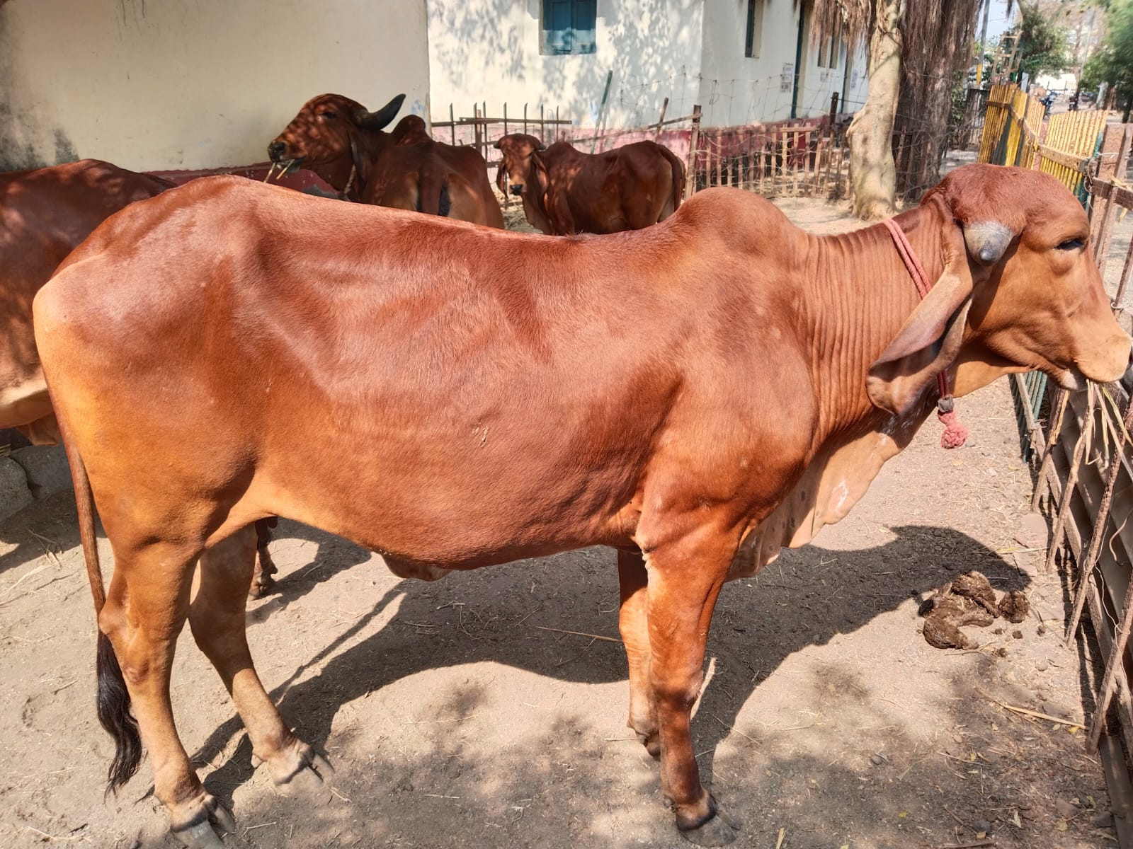 દેશી ગાય વેચવાન...