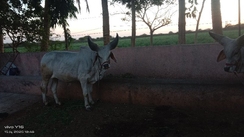 ગોધલા