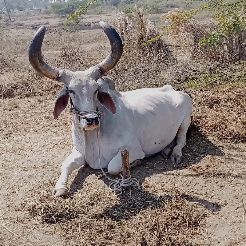 બળદ વેચવાનો છે