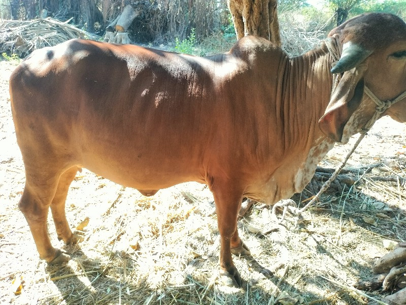 ગાય