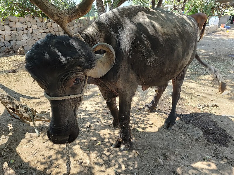 ભેસ  વેચવાની  છ...