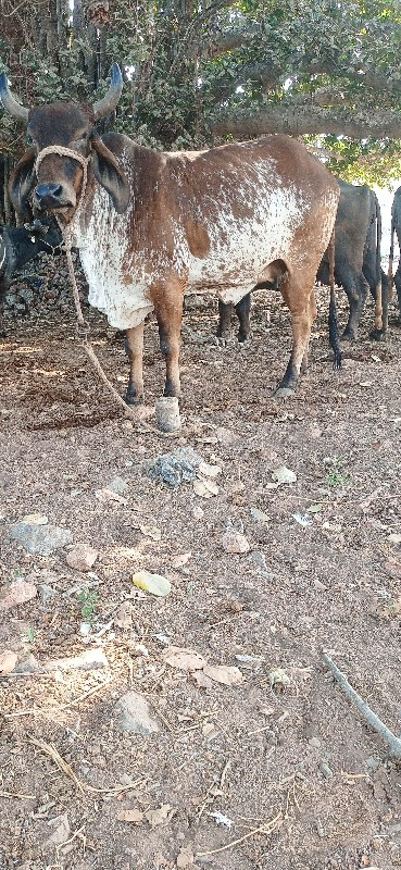 ગાય વેચવાની છે...