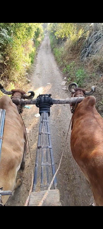 બળદ વેચવા ના છે