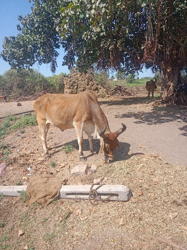 બળદ વેચવાનો છે