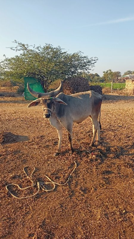 4 દાતૅ છે