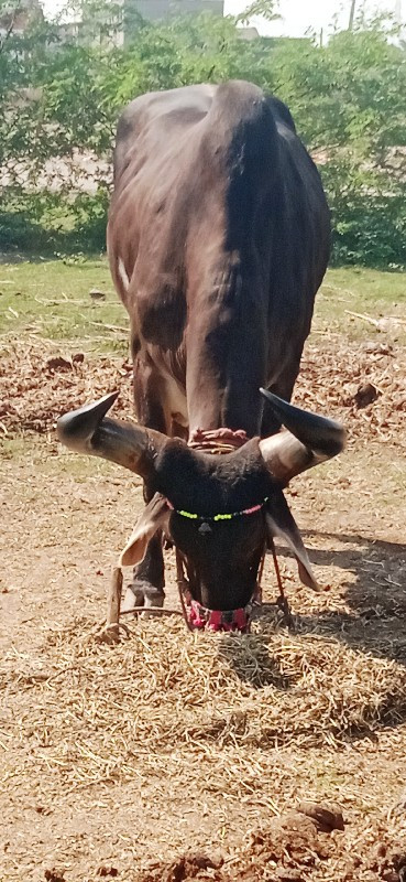 દેવીપુજક લે વેચ