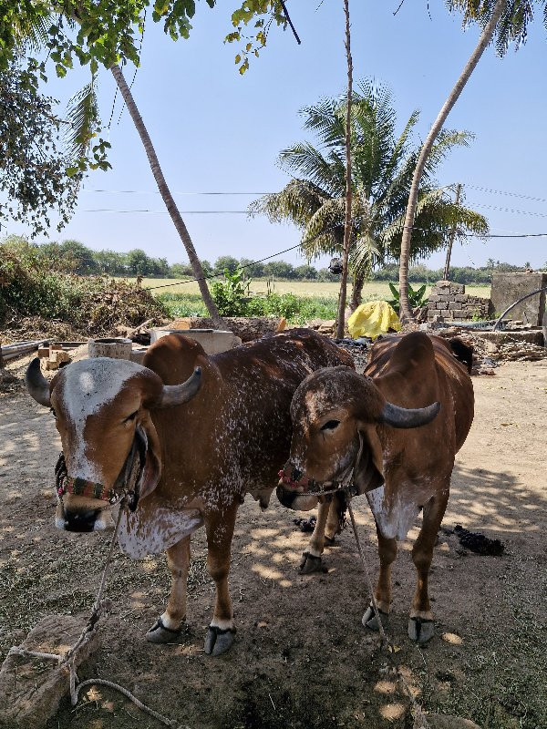 બળદ વેશવા ના છે